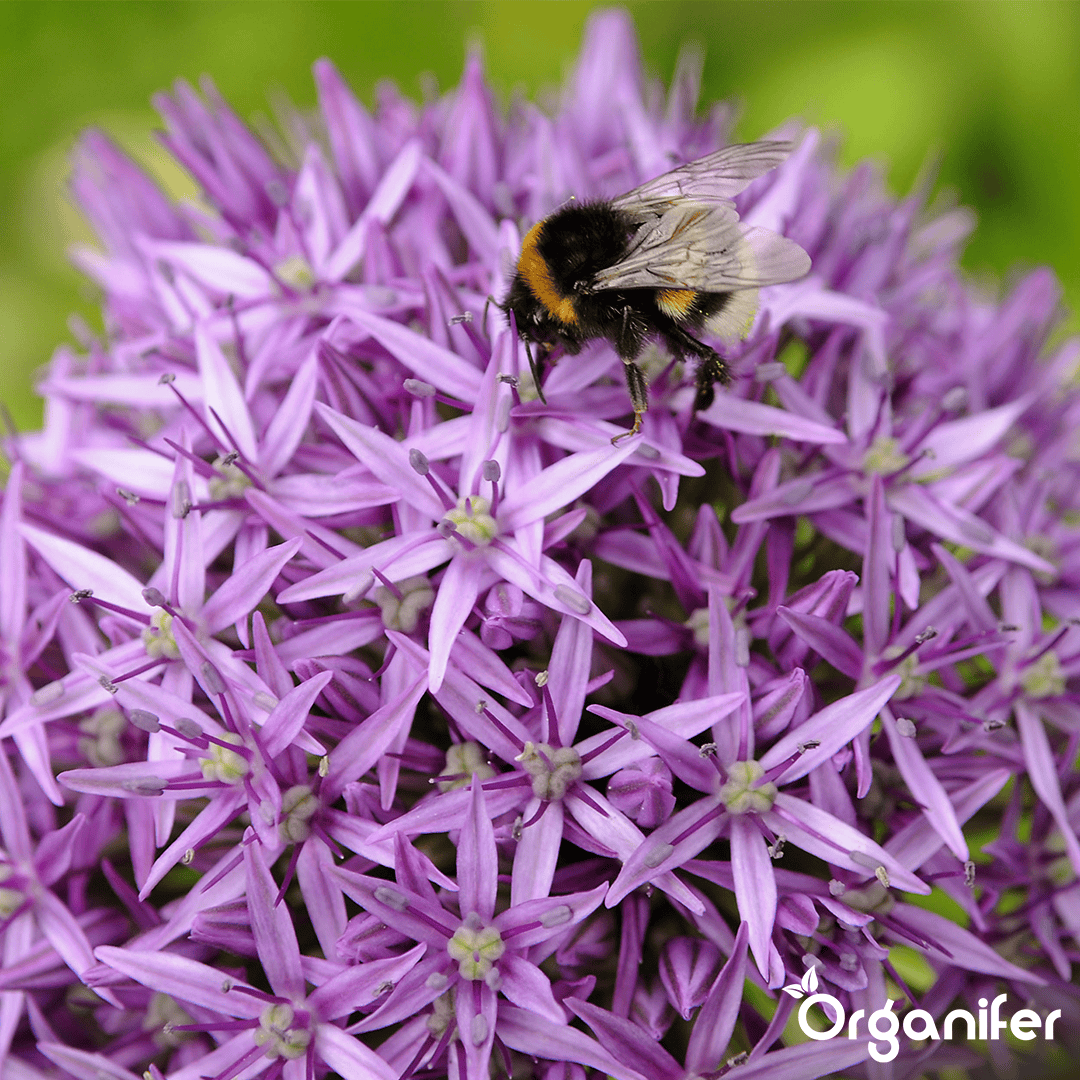Organifer-Allium-flower-bulbs