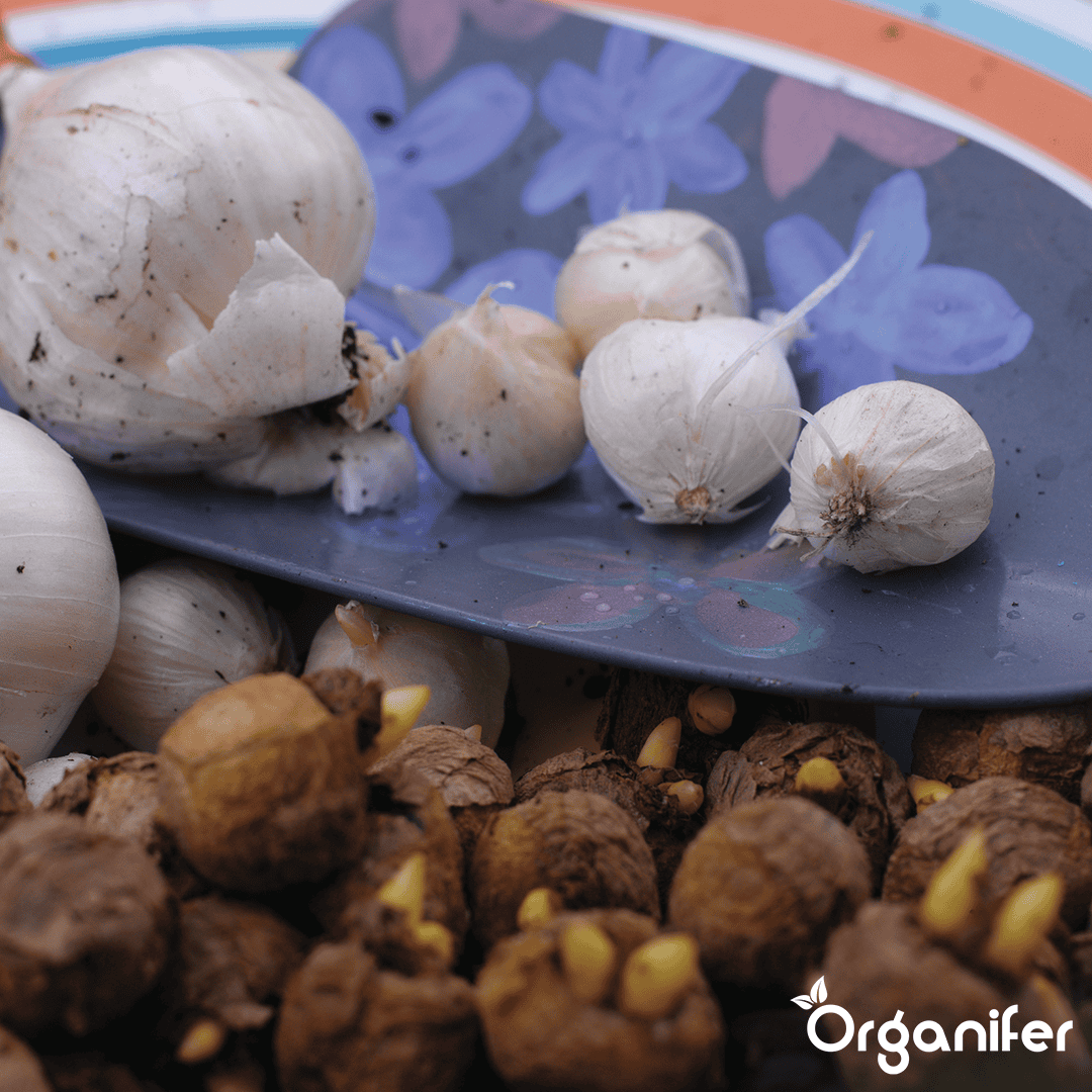 Organifer-Allium-flower-bulbs