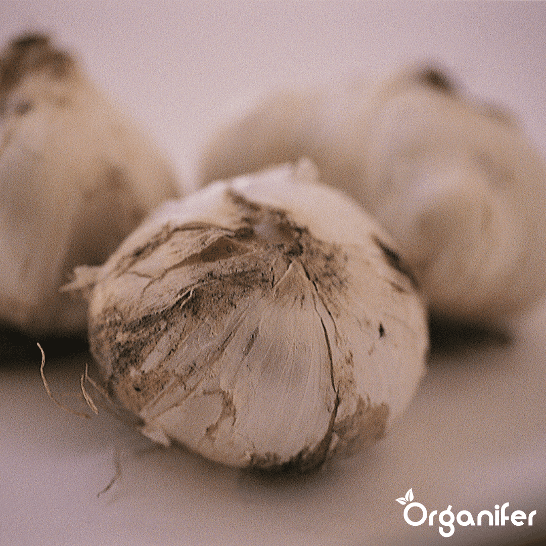 Organifer-Allium-flower-bulbs