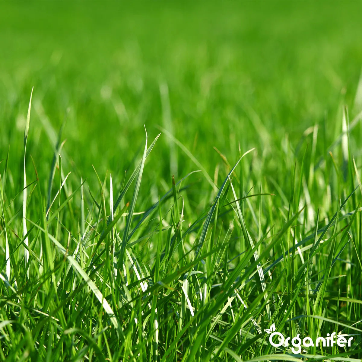 Bentonite Argile - Amendement de Sol (bigbag 1000 kg - pour 10.000 m2)