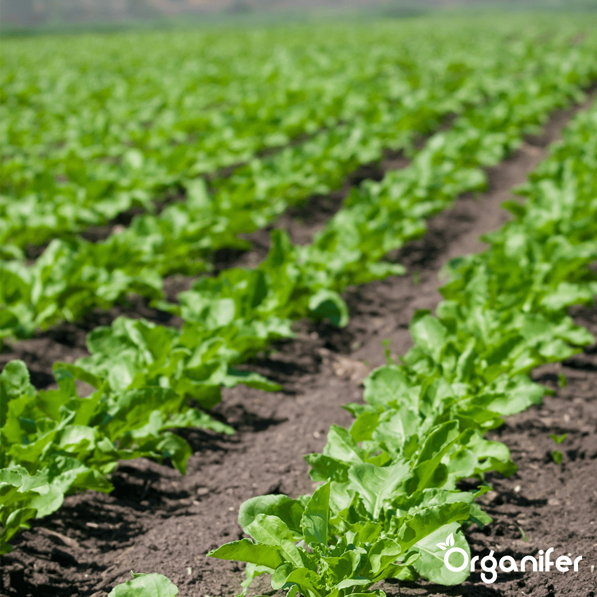 Bentonito molis – smėlingos dirvos gerinimo priemonė (24x = 480 kg - 4800 m2)