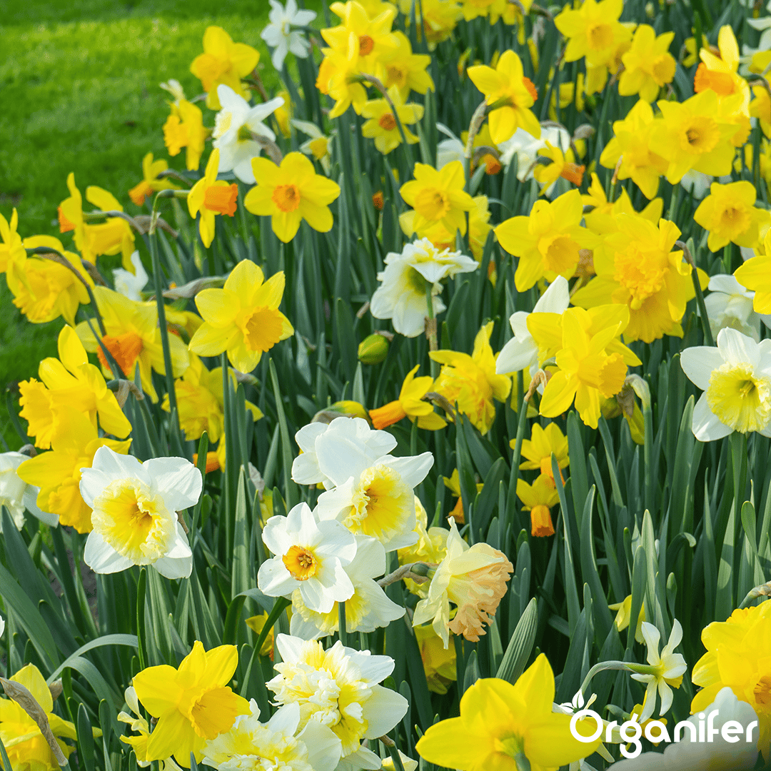 Organifer-Daffodil-bulbs