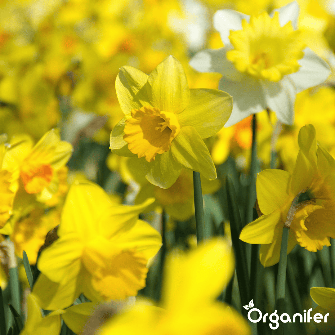 Organifer-Daffodil-bulbs