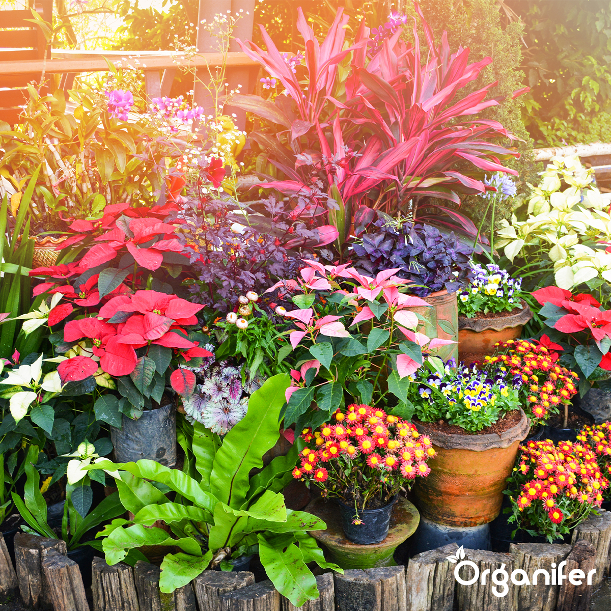 Frass de Vers de Farine - Granulés d'Engrais Insecte (40x = 800kg – pour 8000m2)