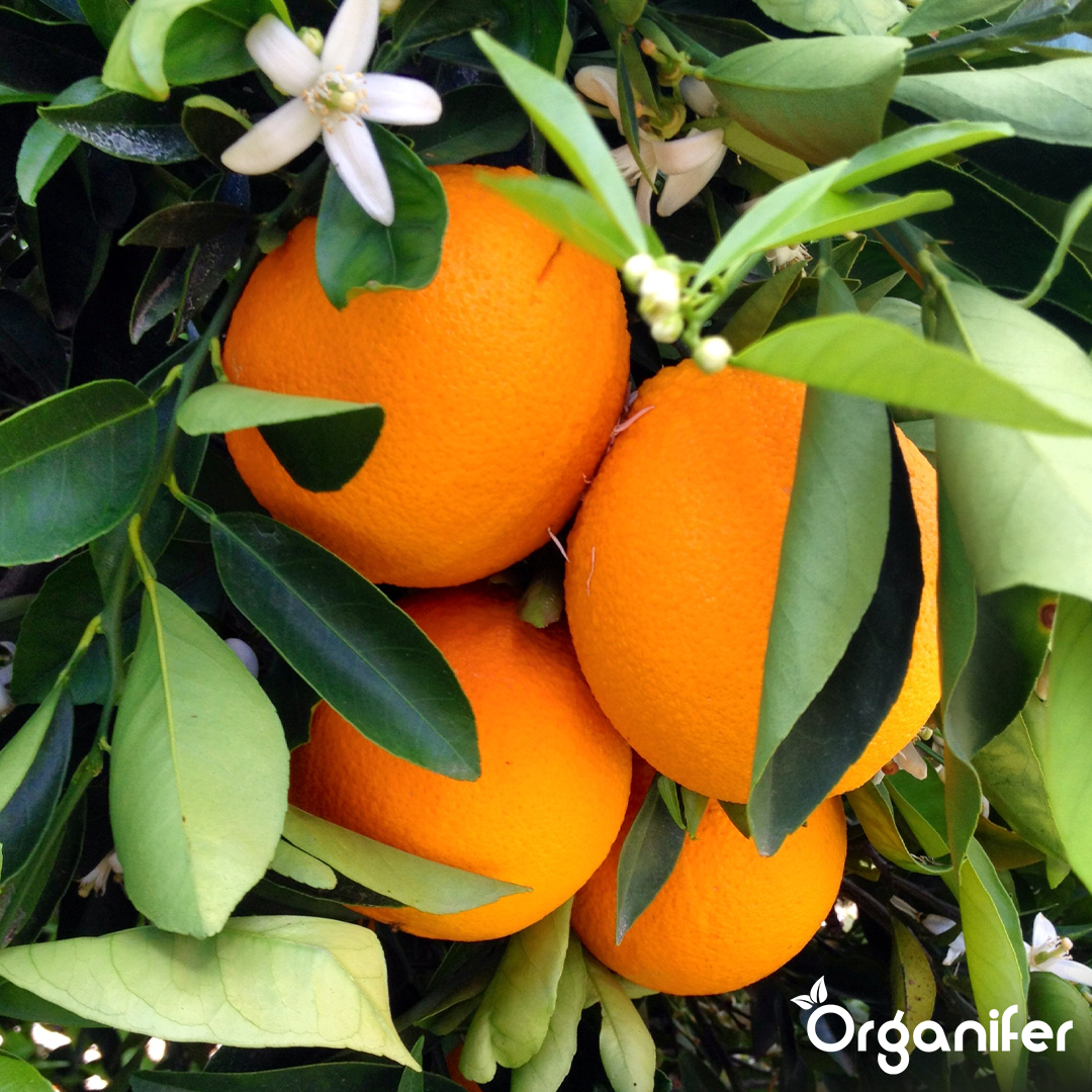 Strong Roots and Efficient Nutrient Uptake