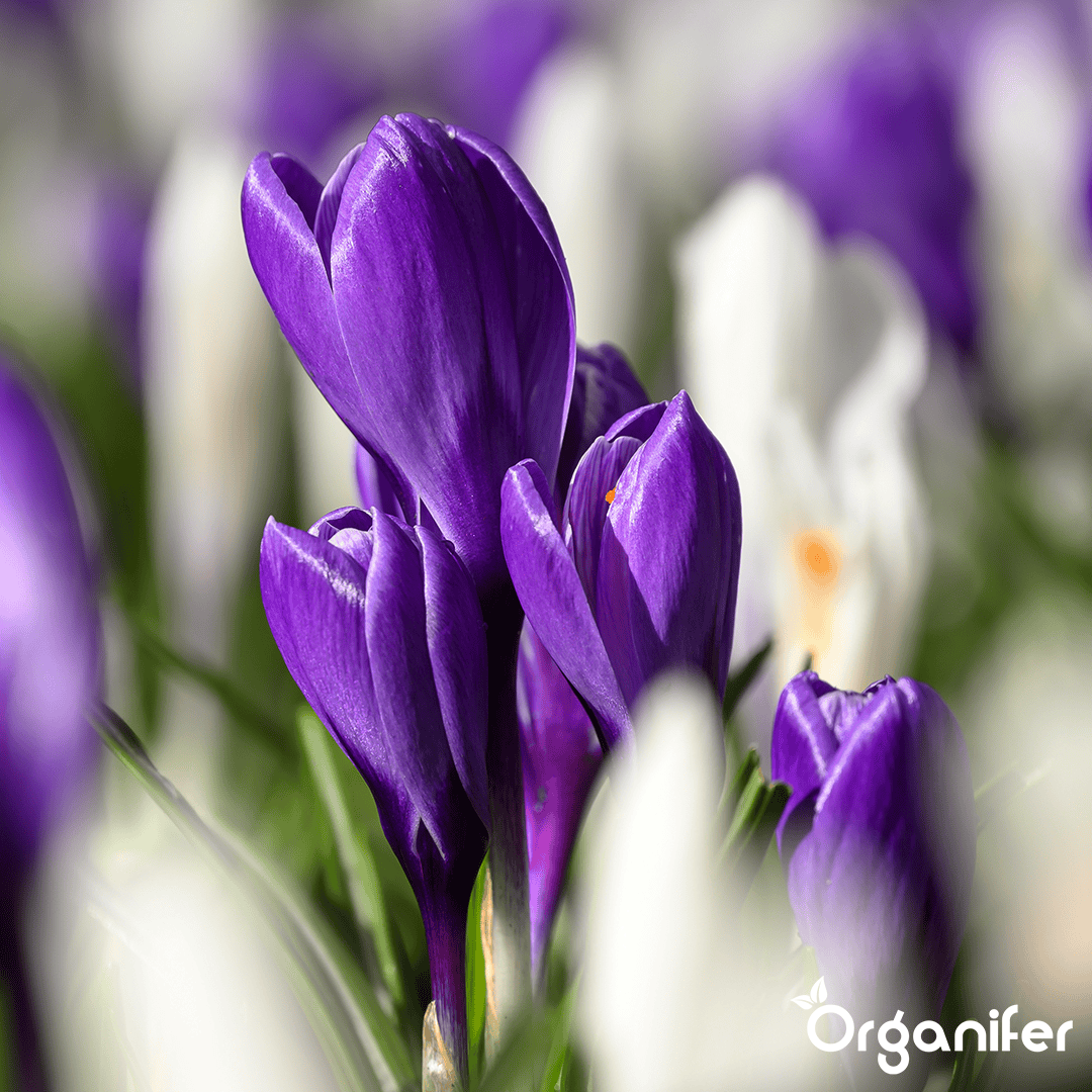 Organifer-crocus-large-flower-mix-bulbs