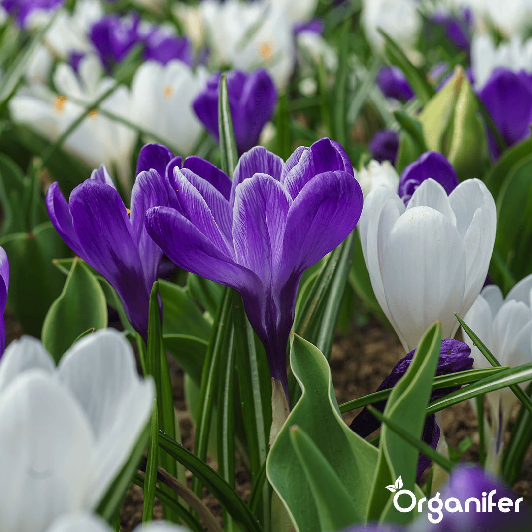 Organifer-crocus-large-flower-mix-bulbs