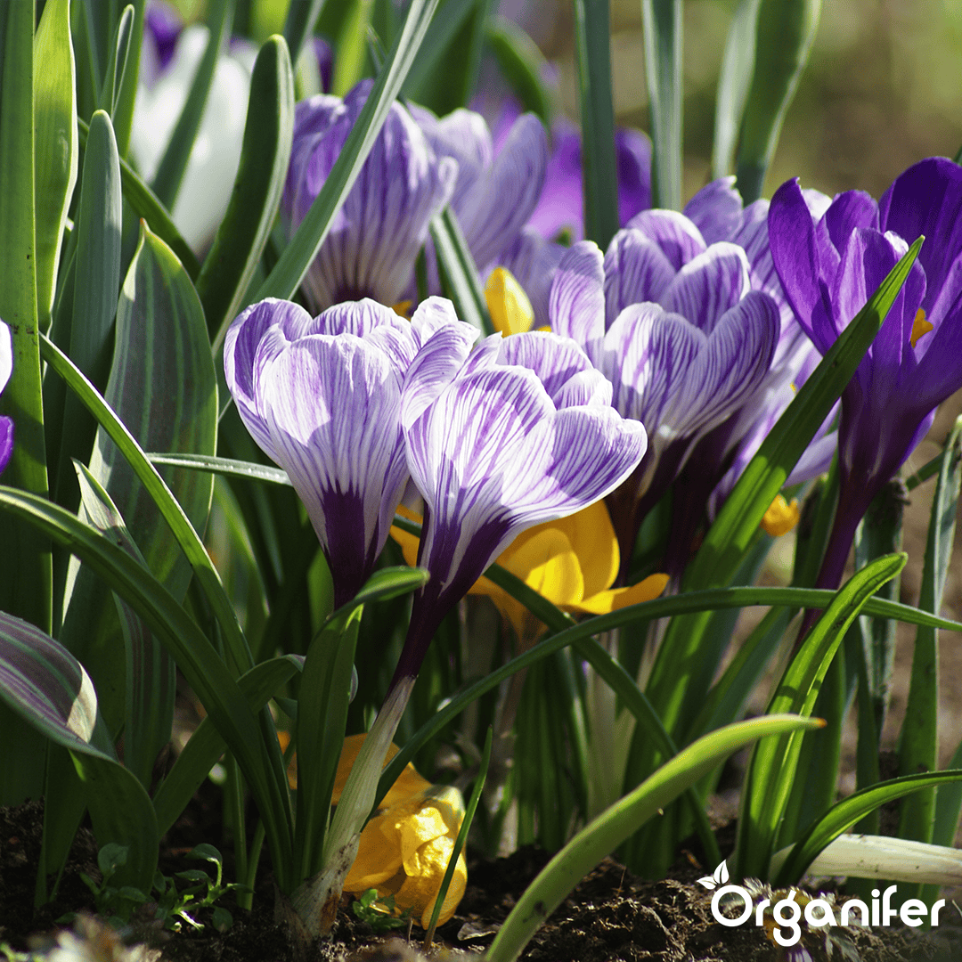 Organifer-crocus-large-flower-mix-bulbs