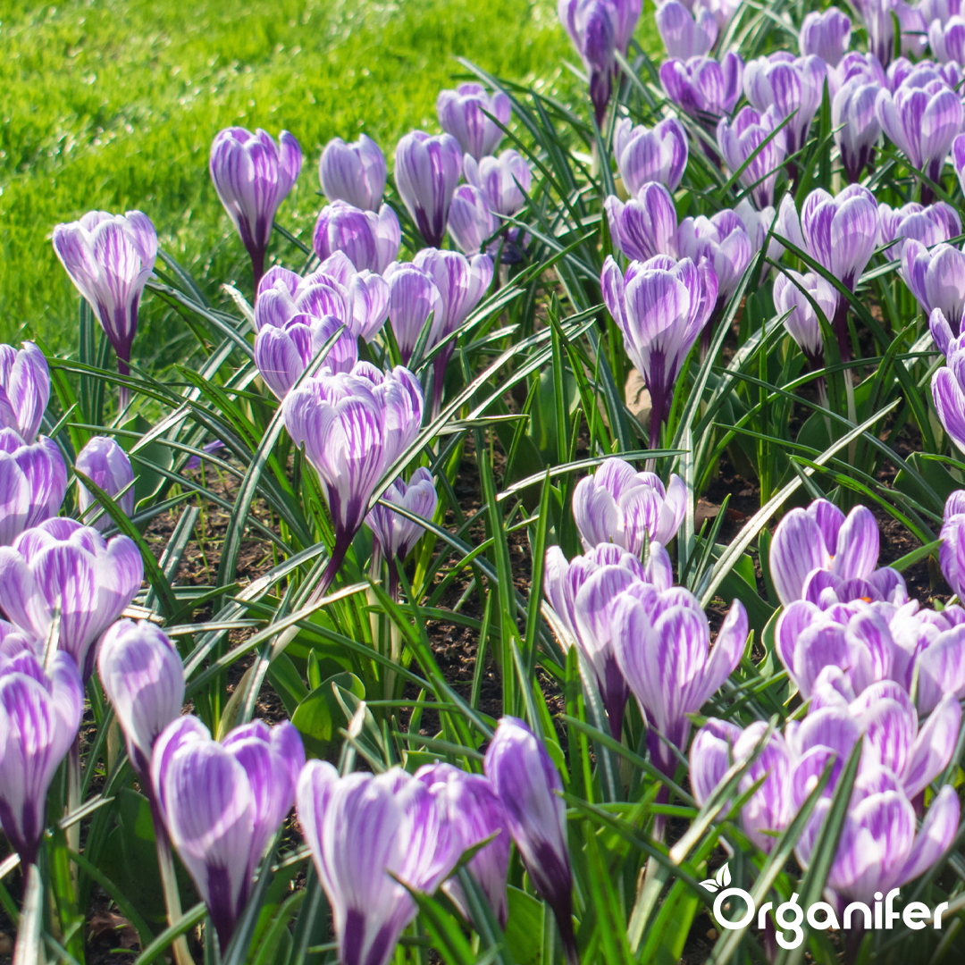 Crocus Bulbs – Large-Flowering Paradise Mix 11