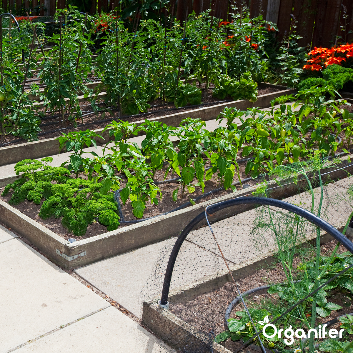 Kananlantarakeet (5 kg – 50 m2)