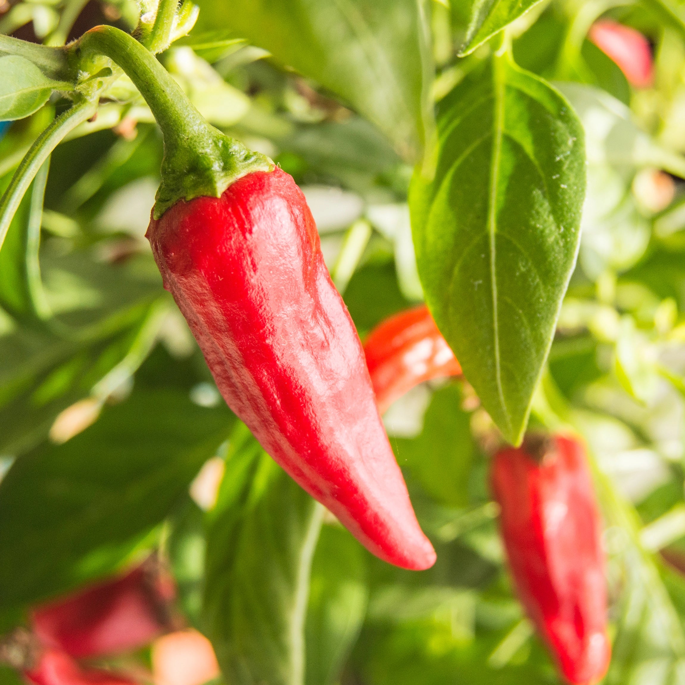 Boosts Resilience in Heat and Sun