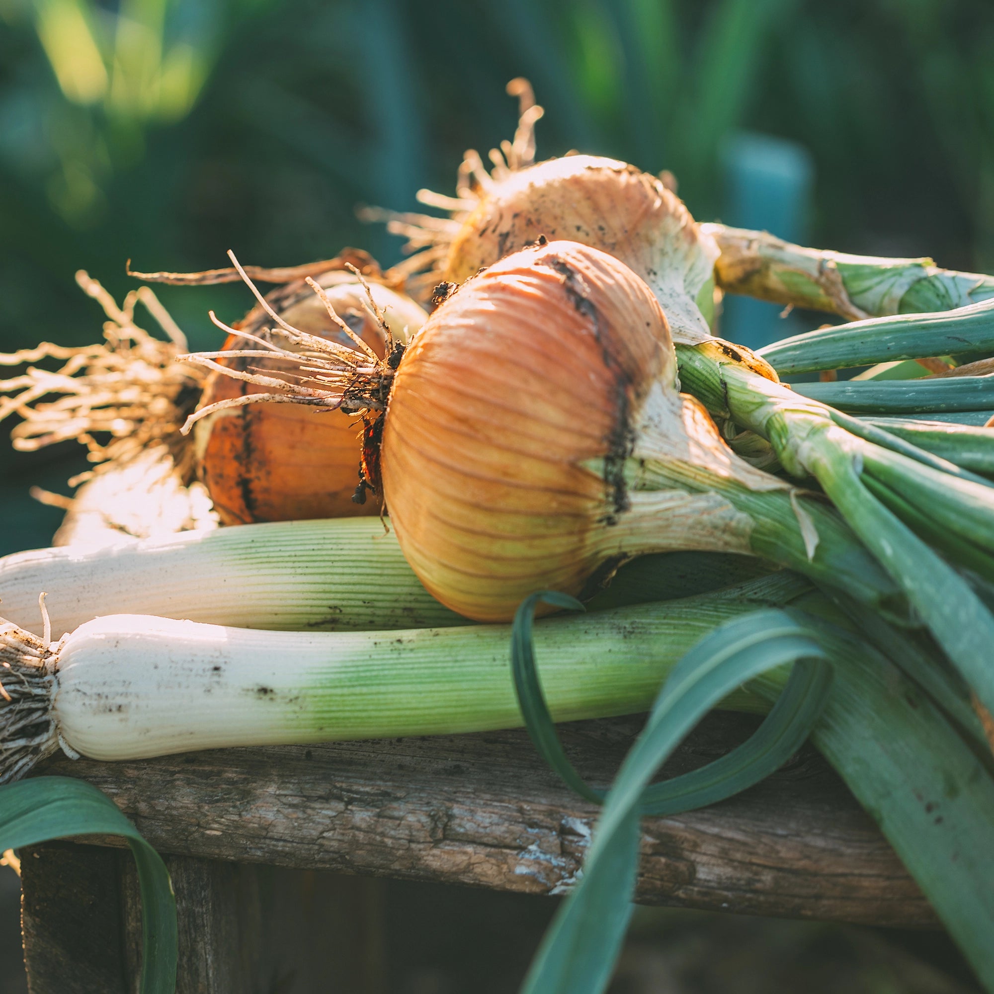 High Disease Resistance