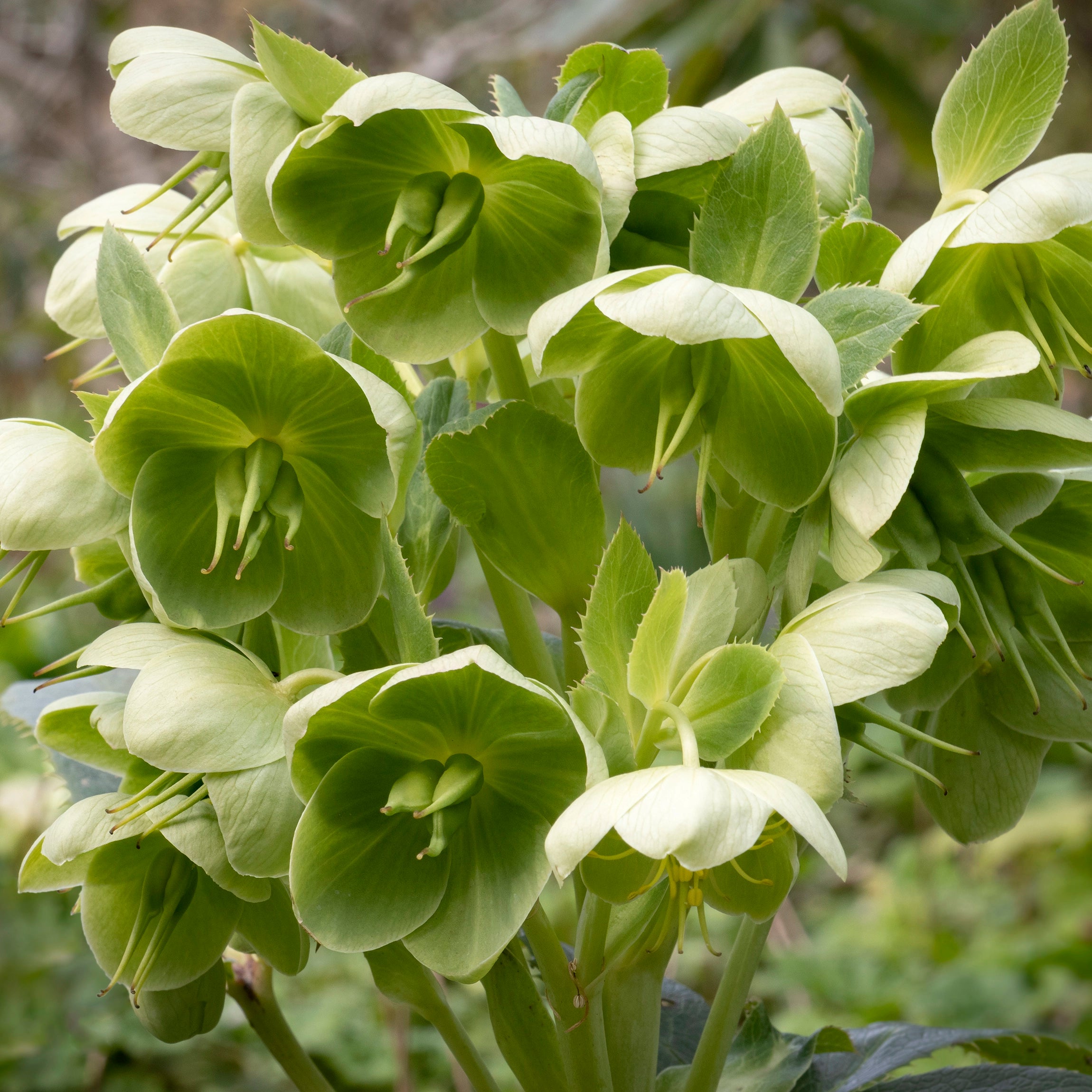 Fremmer rigere blomstring