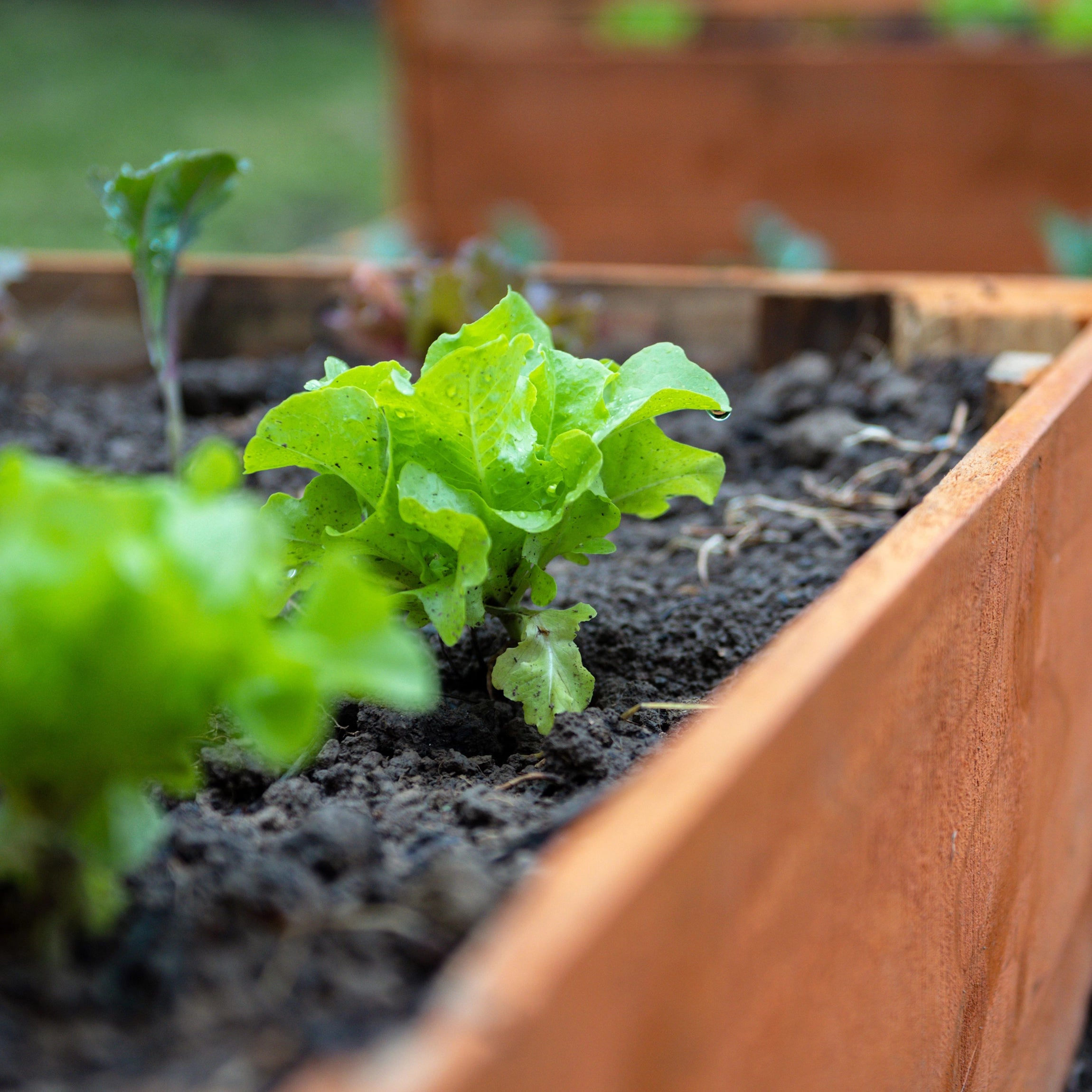 Ideal for Soil, Raised Beds, Containers, and Hydroponics