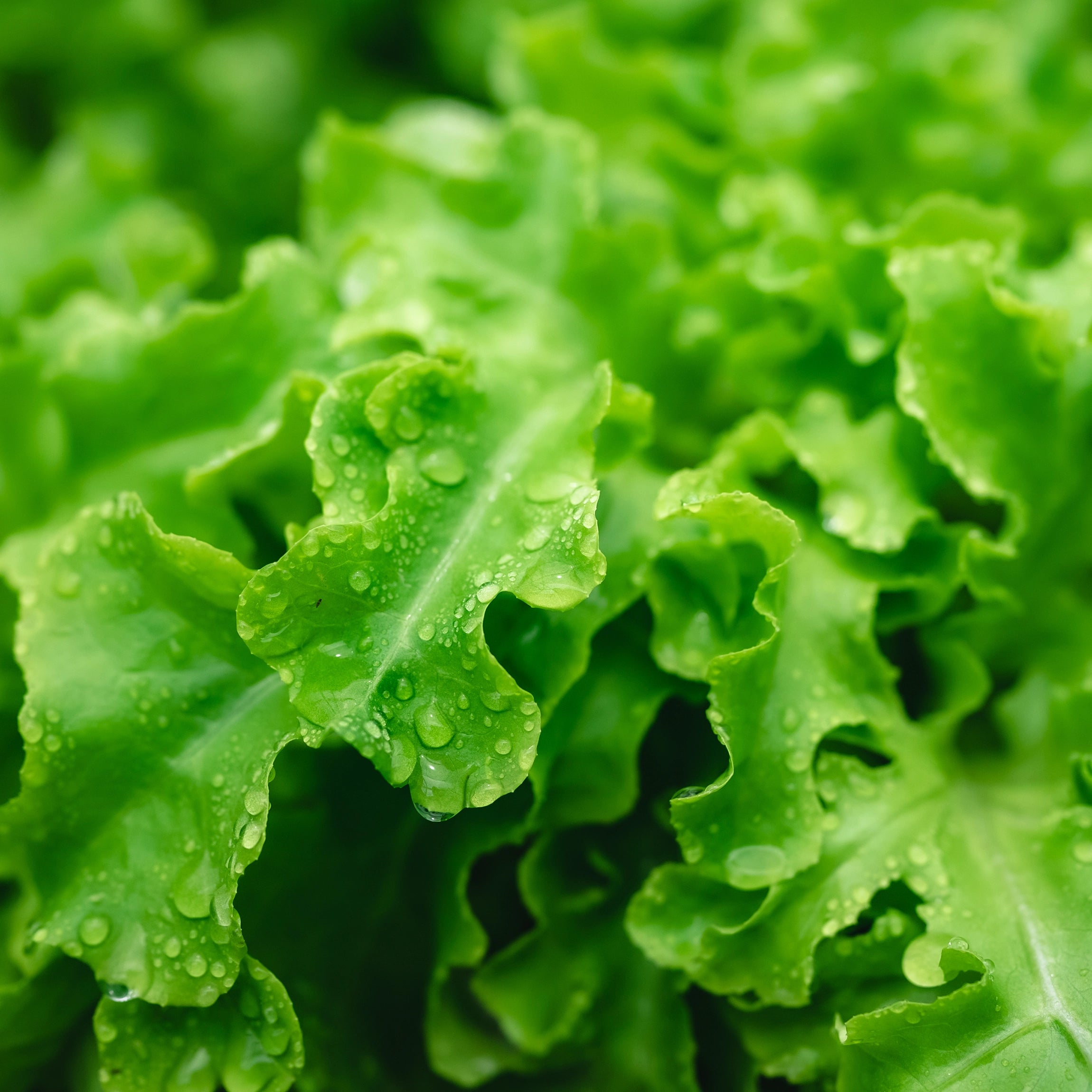 Enhances Crispness and Firmness