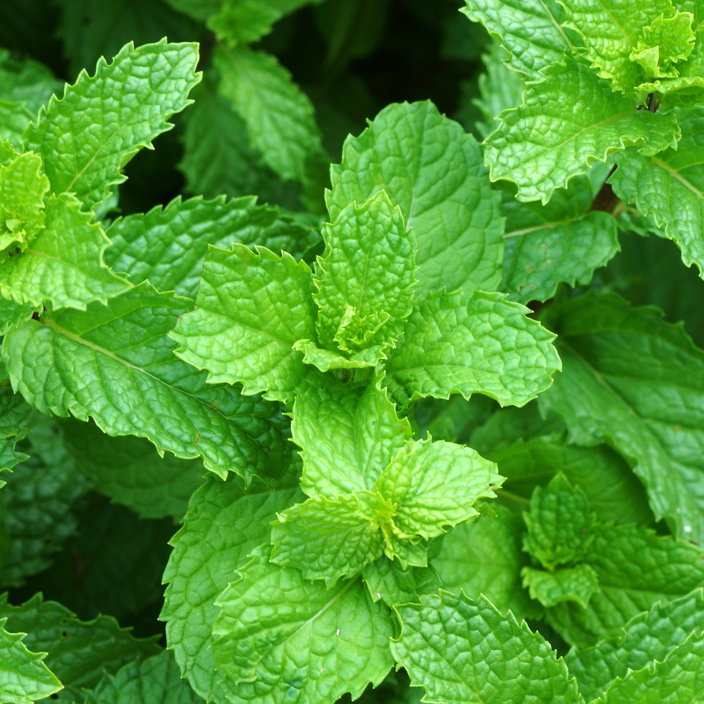 Podporuje silný rast výhonkov