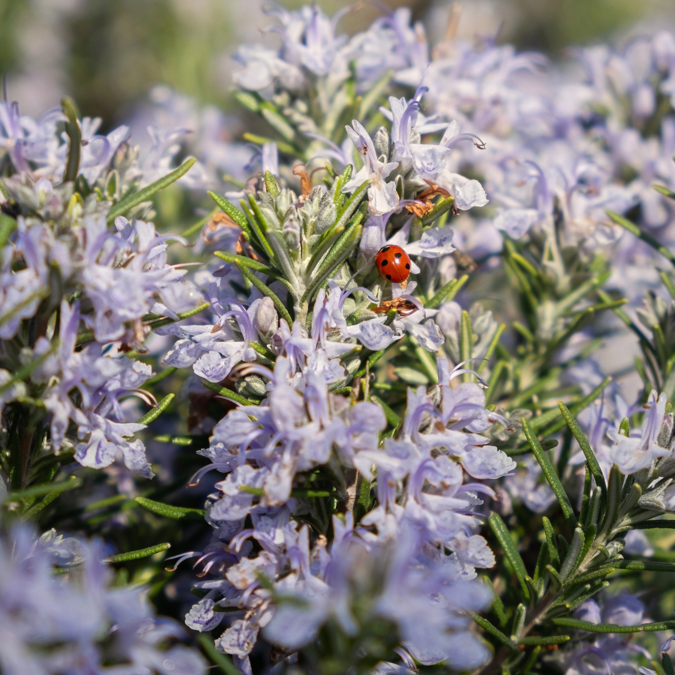 Zvyšuje koncentráciu esenciálnych olejov