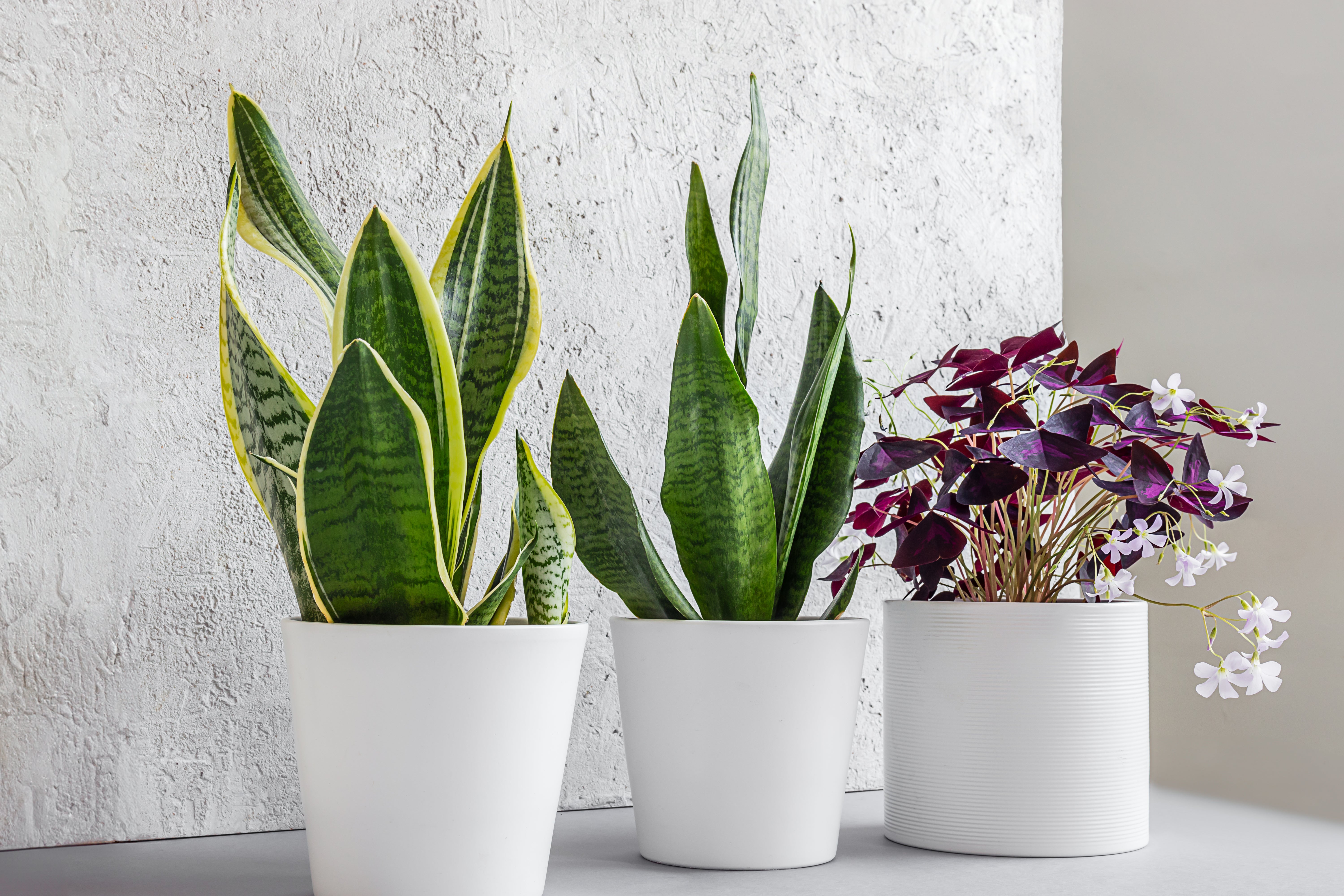 Promotes Slow, Steady Growth