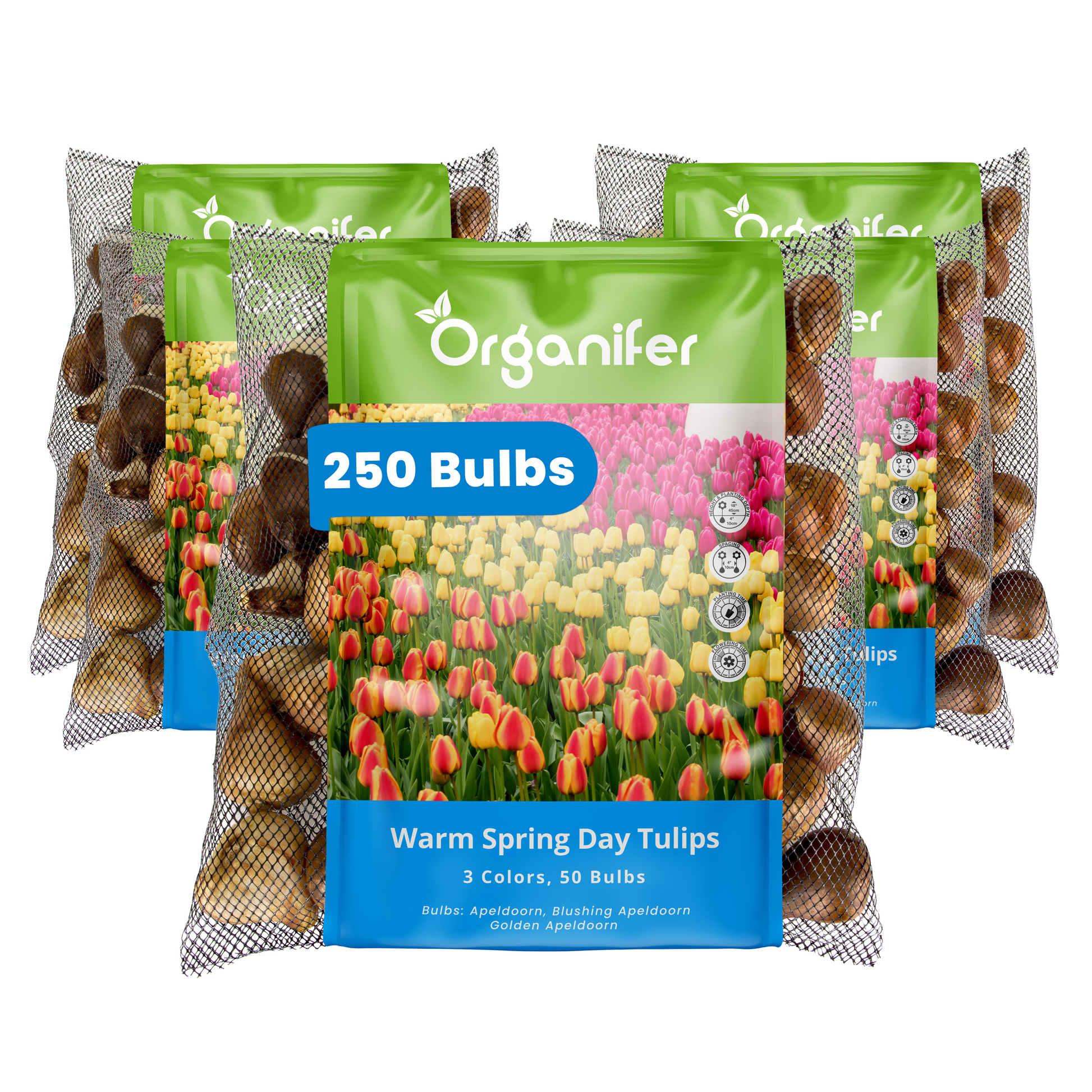 Organifer tulip bulbs packaging with colorful tulip illustration on a white background