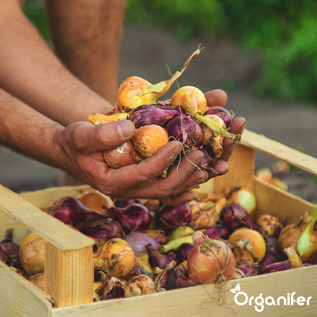 Package Seed Potatoes BIO + Package Planting Material BIO 7