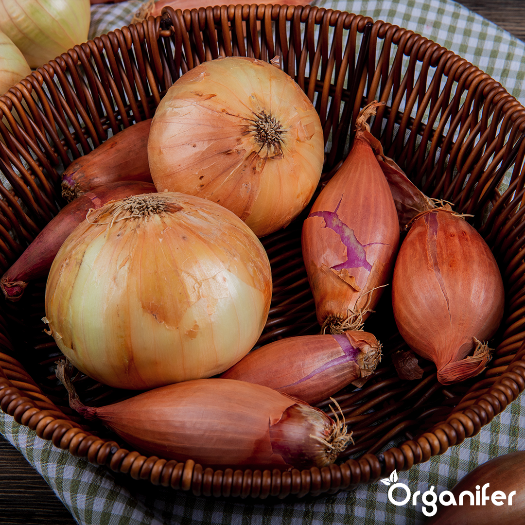 Package Seed Potatoes + Package Planting Material 6