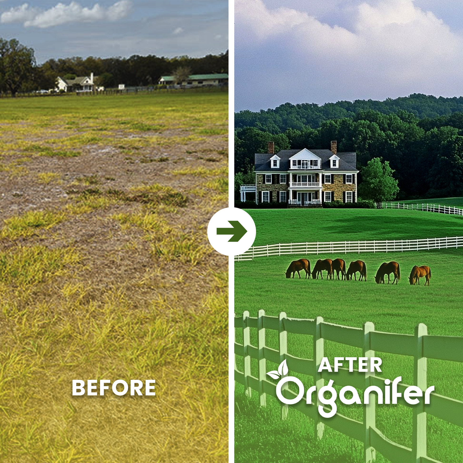 Paddock Grass Before After