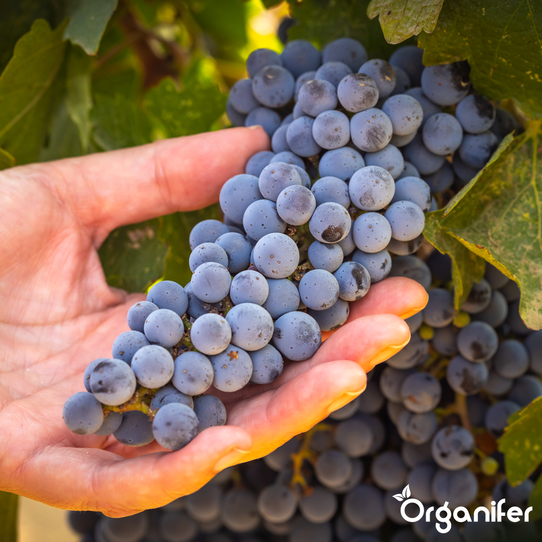 Patentkali Kalimagnesia Fertiliser