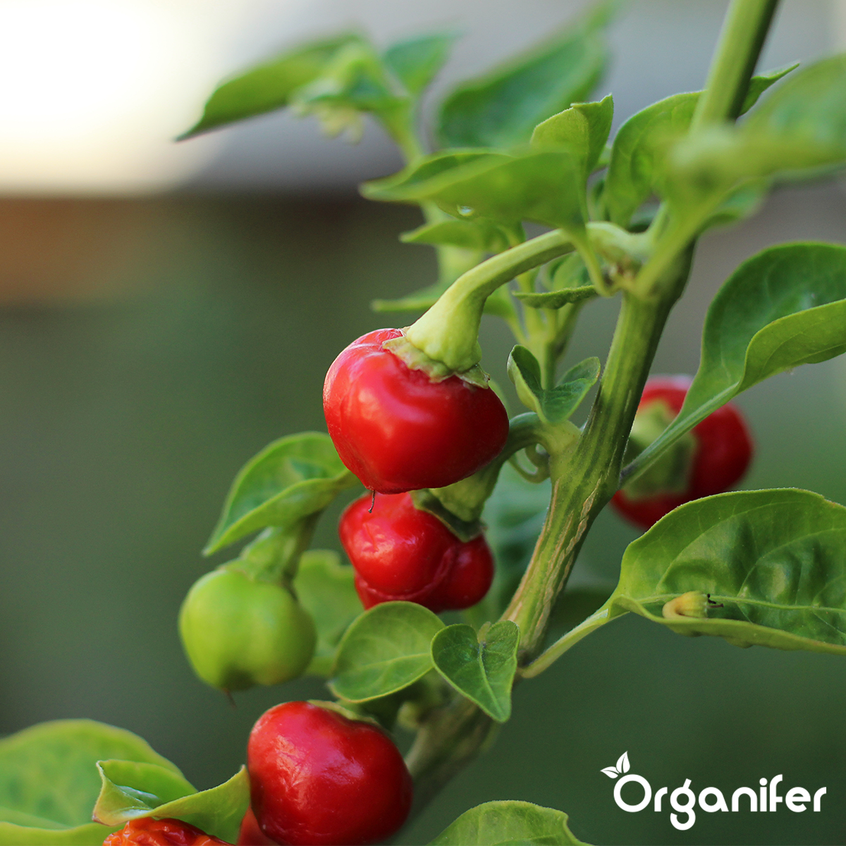 Peber- og Paprikafrøpakke - 14 Varianter