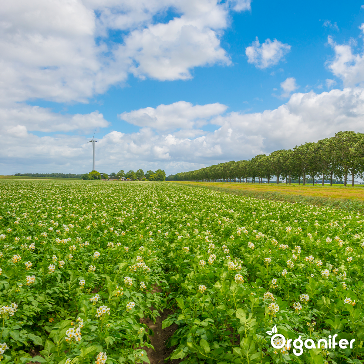 Concentrato di Phytophthora – 1000 ml per 1000 m2