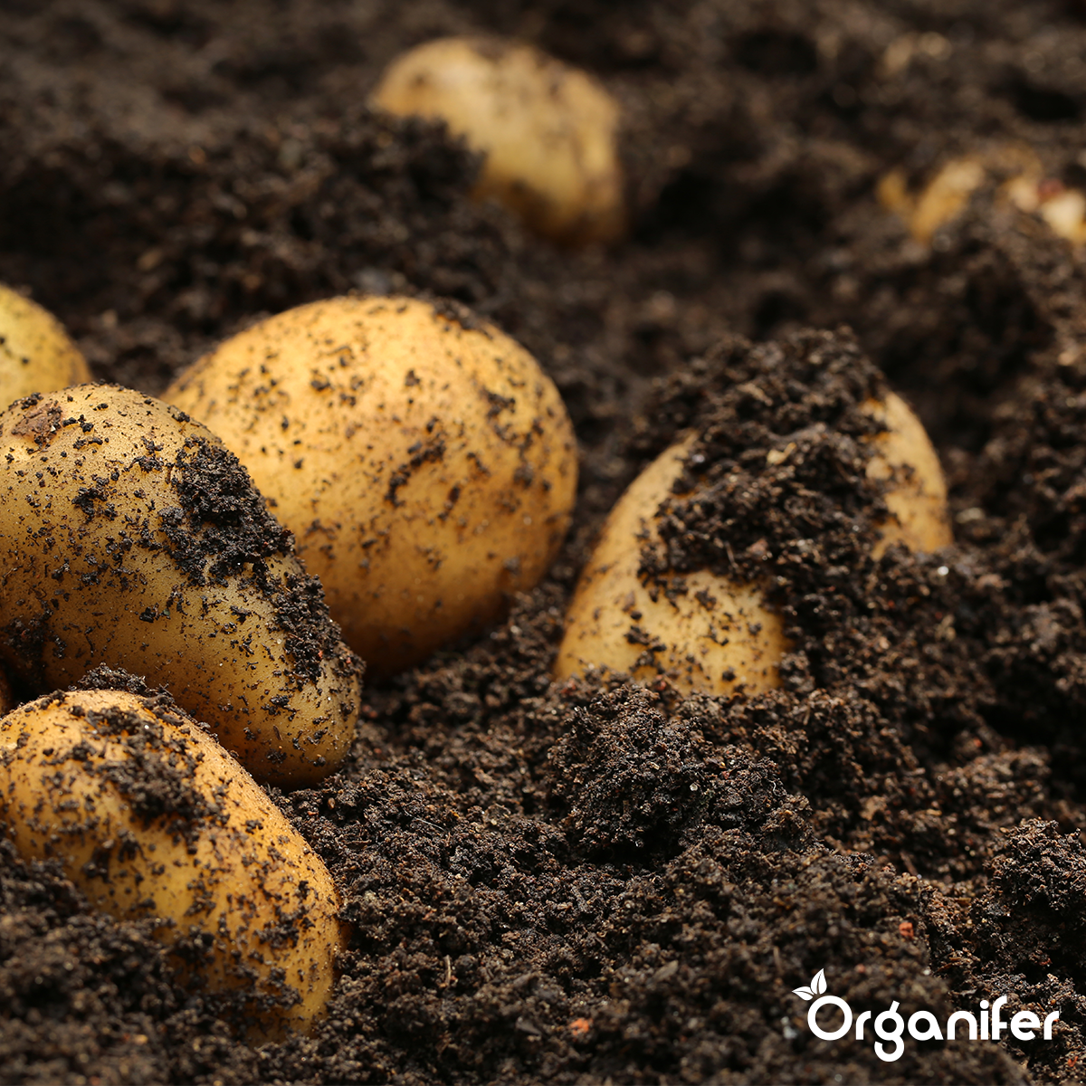 Phytophthora Concentraat - Tegen Aardappelziekte - Voorkomt en geneest Aardappelplanten en Tomatenplanten