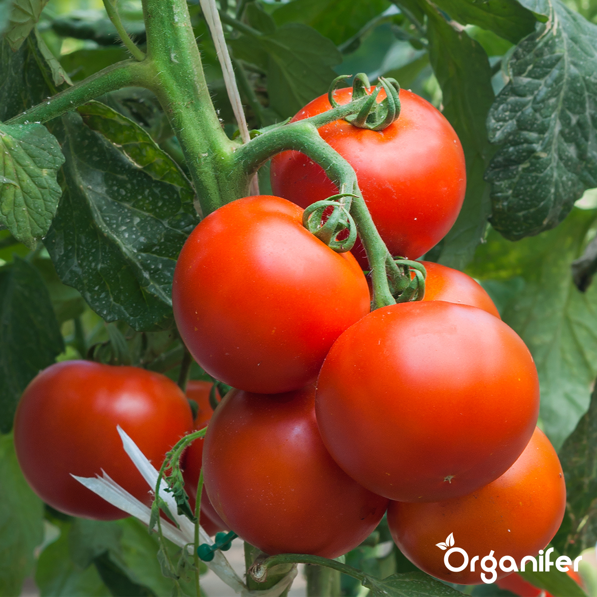 Phytophthora Concentré - 5 l pour 5000 m2