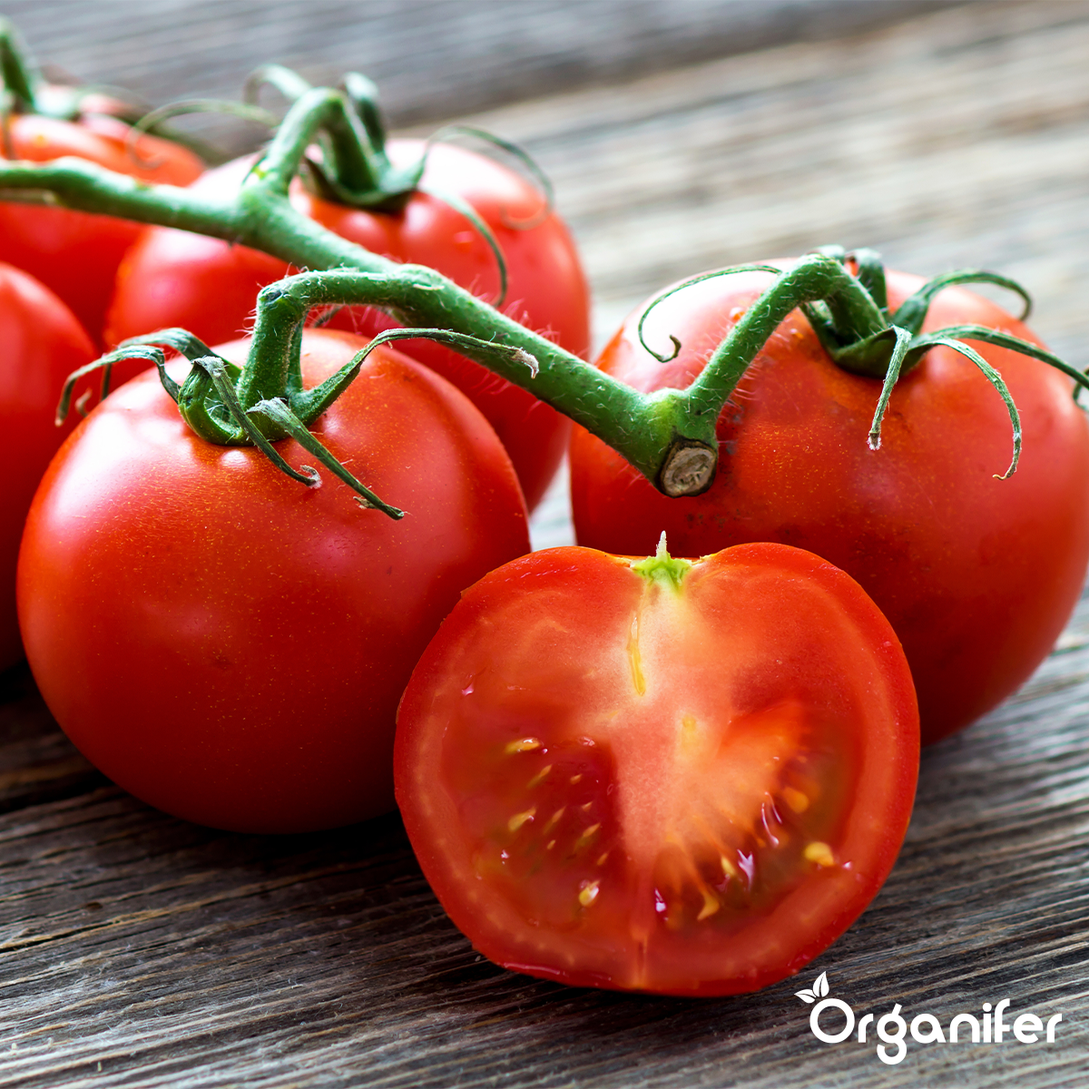 Concentrato di Phytophthora – 1000 ml per 1000 m2