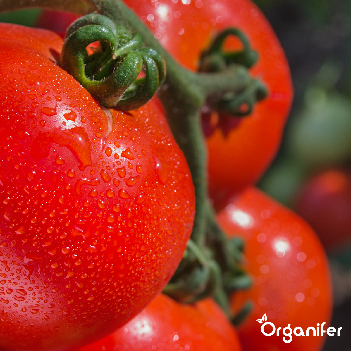 Concentrato di Phytophthora – 1000 ml per 1000 m2