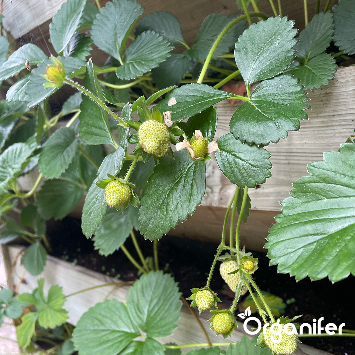 Universalgödsel Allt-i-ett Flytande (10 l - för 1000 l)