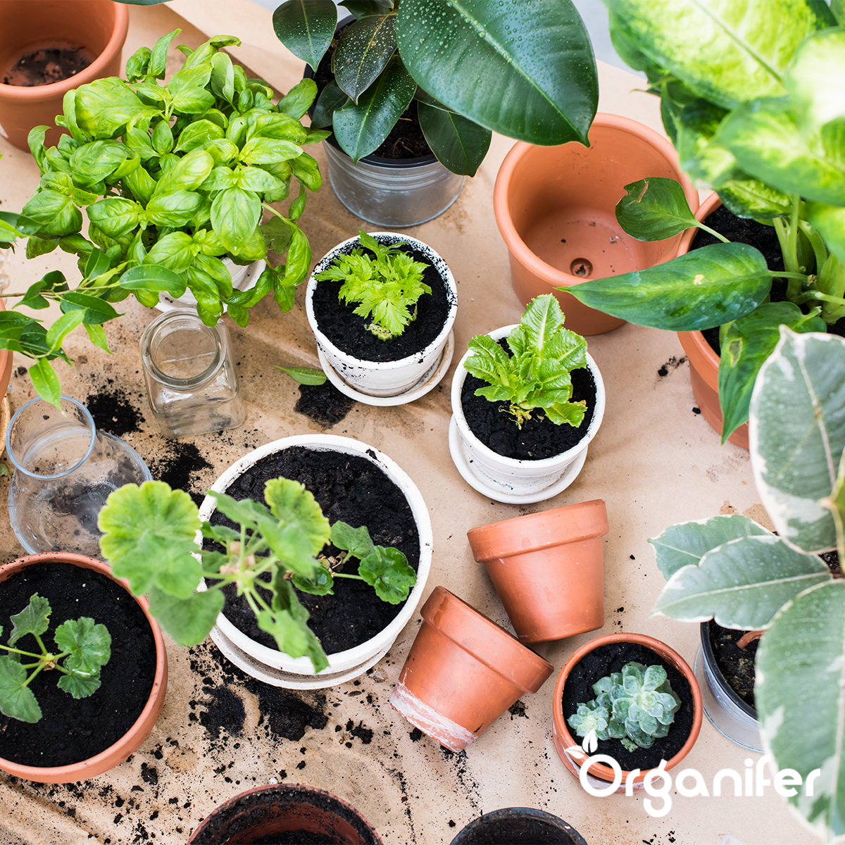 Universalgödsel Allt-i-ett Flytande (10 l - för 1000 l)