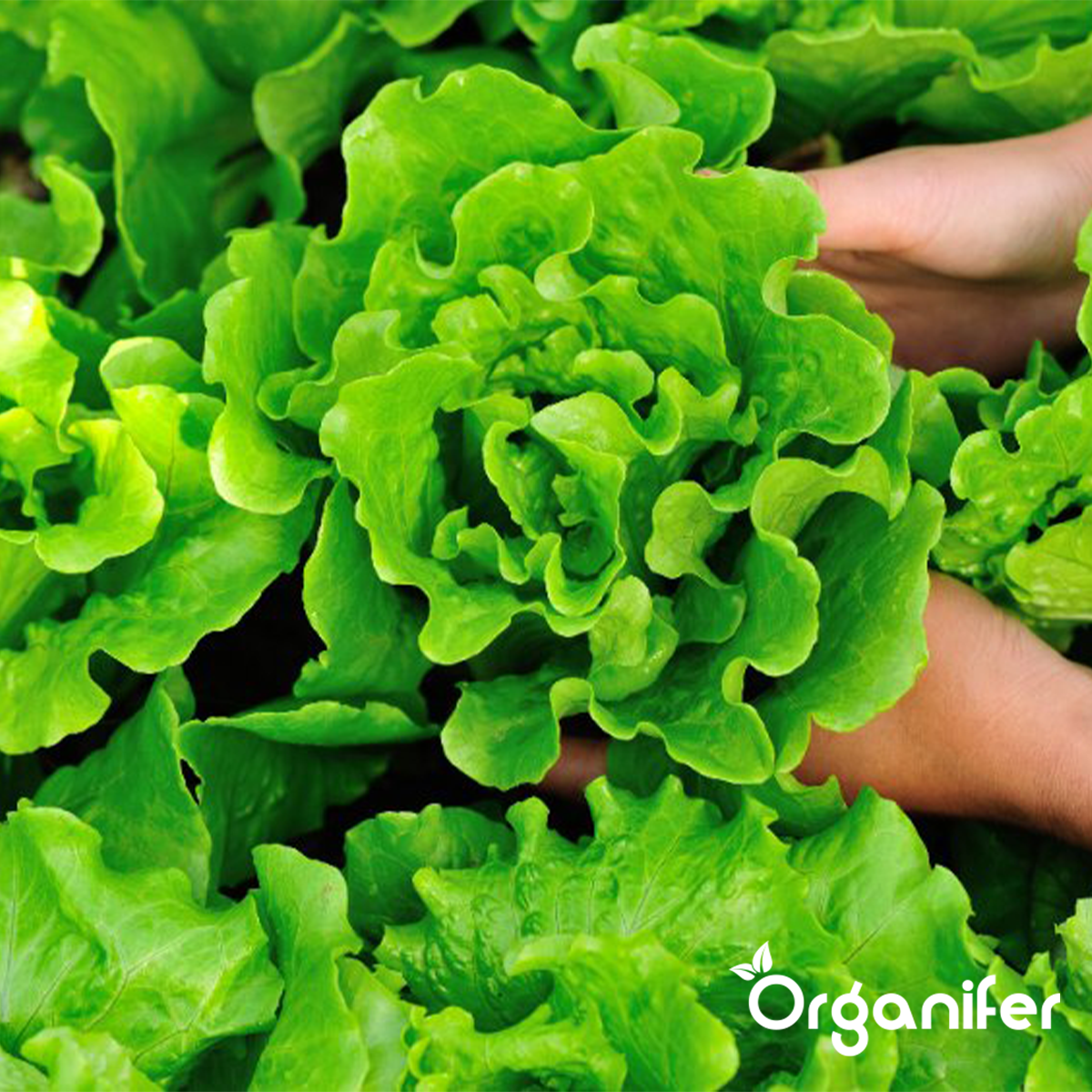 Universalgödsel Allt-i-ett Flytande (5 l - för 500 l)