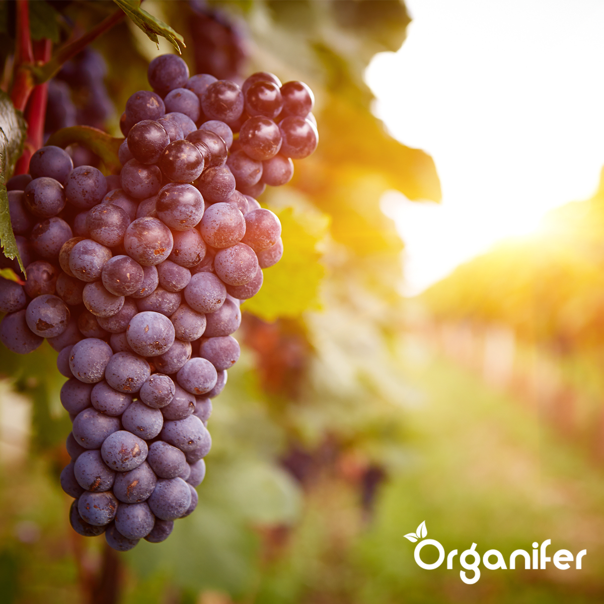 Universalgödsel Allt-i-ett Flytande (5 l - för 500 l)