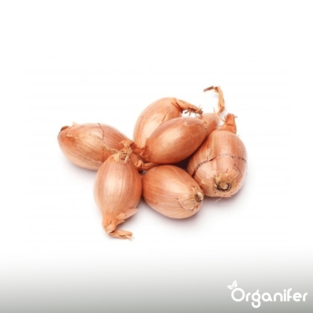 Plantuitjes Sturon 14_21 Onion Sets 10