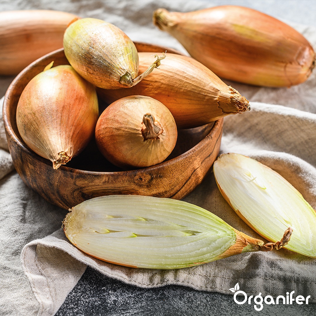 Plantuitjes Sturon 14_21 Onion Sets 2