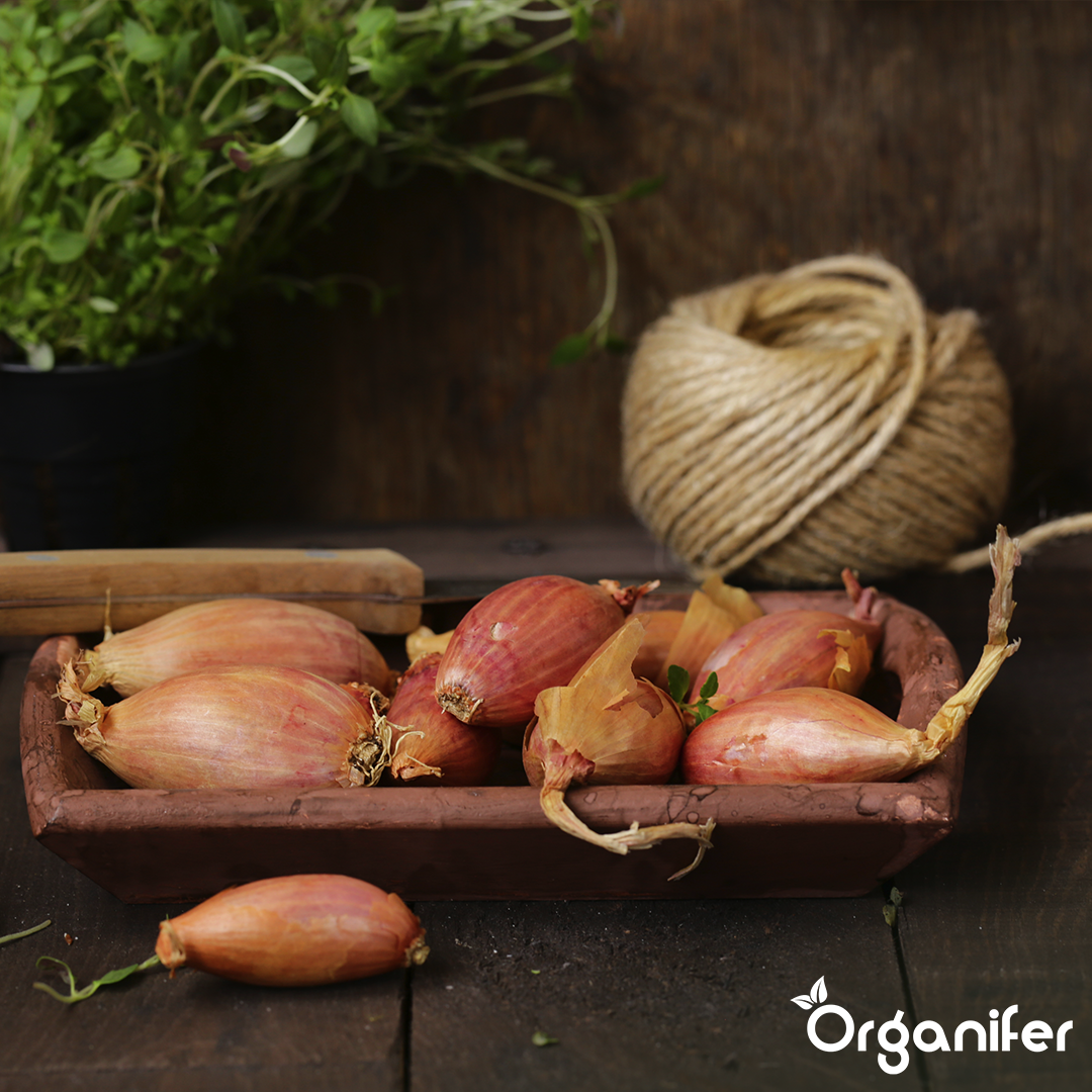 Plantuitjes Sturon 14_21 Onion Sets 3