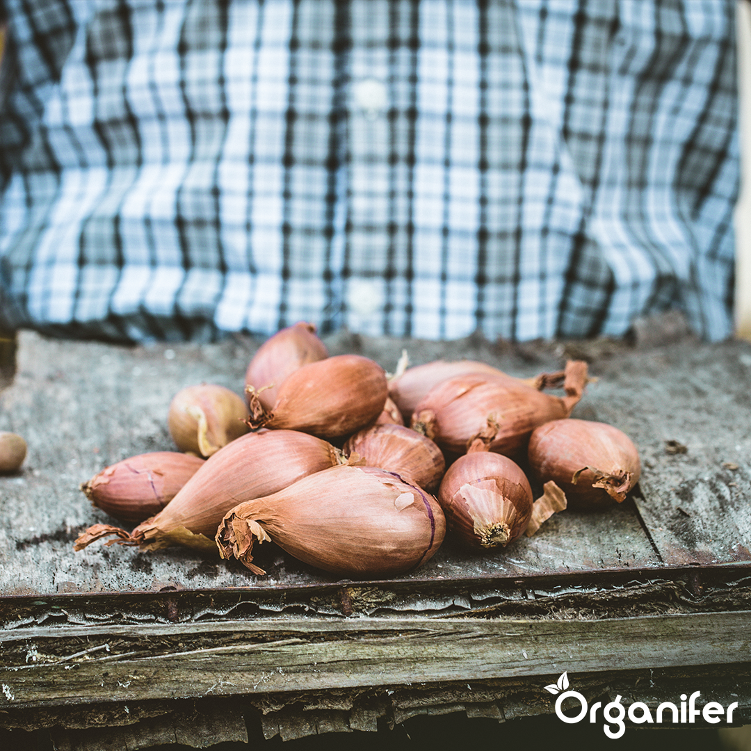 Plantuitjes Sturon 14_21 Onion Sets 5