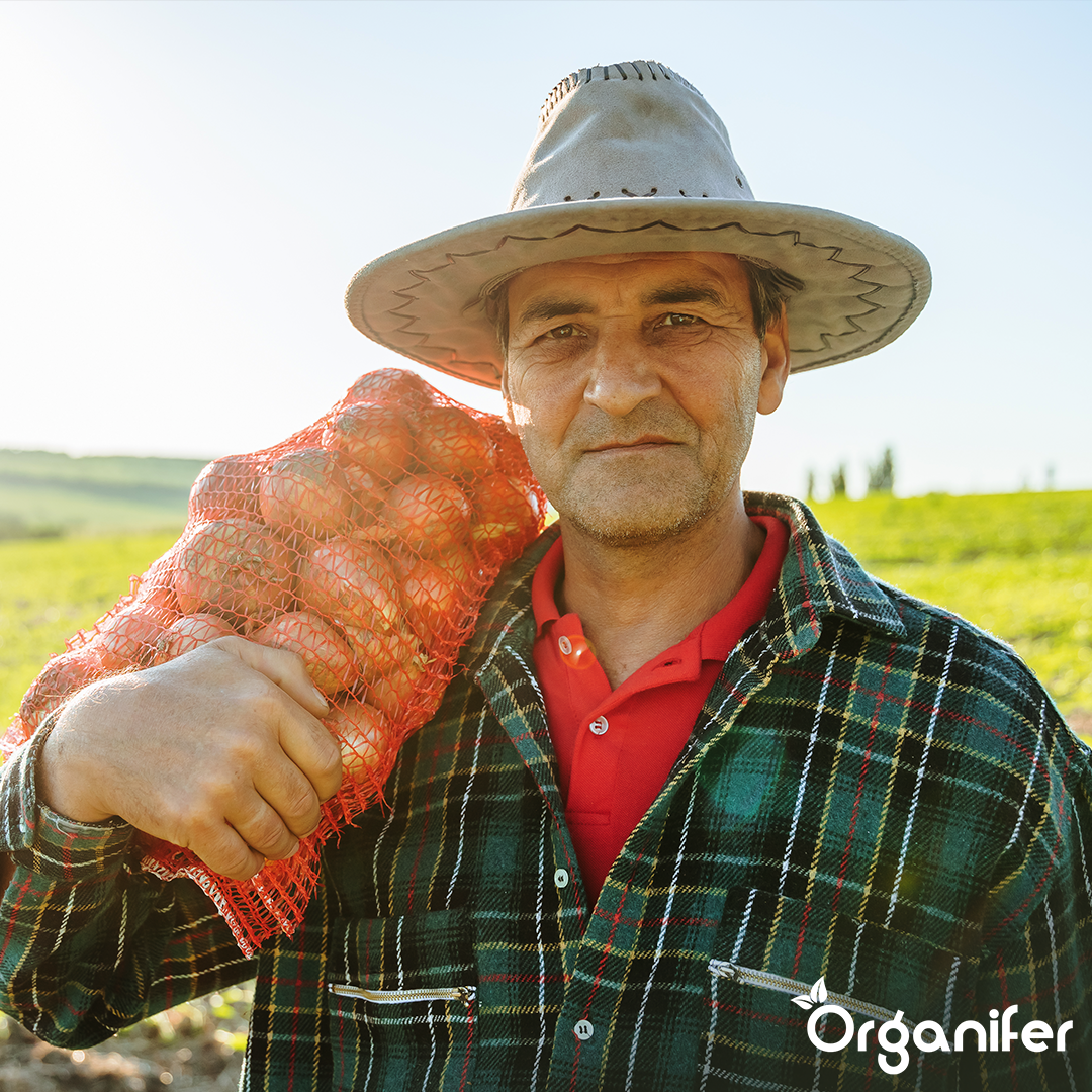 Plantuitjes Sturon 14_21 Onion Sets 6