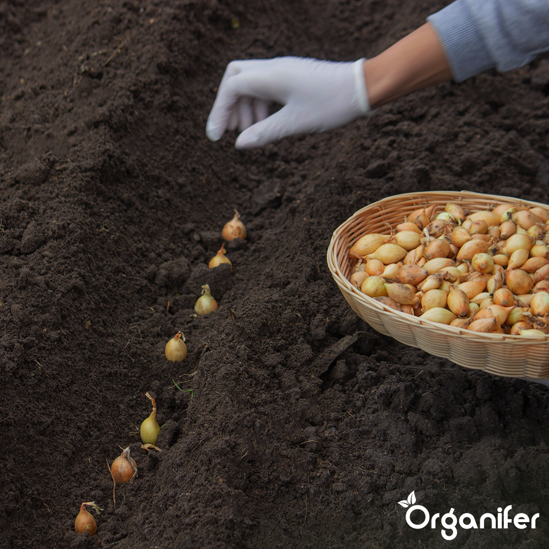 Plantuitjes Sturon 14_21 Onion Sets 7