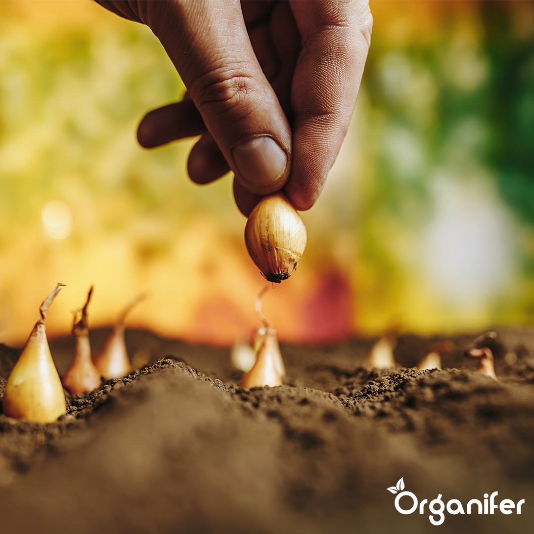 Plantuitjes Sturon 14_21 Onion Sets 9