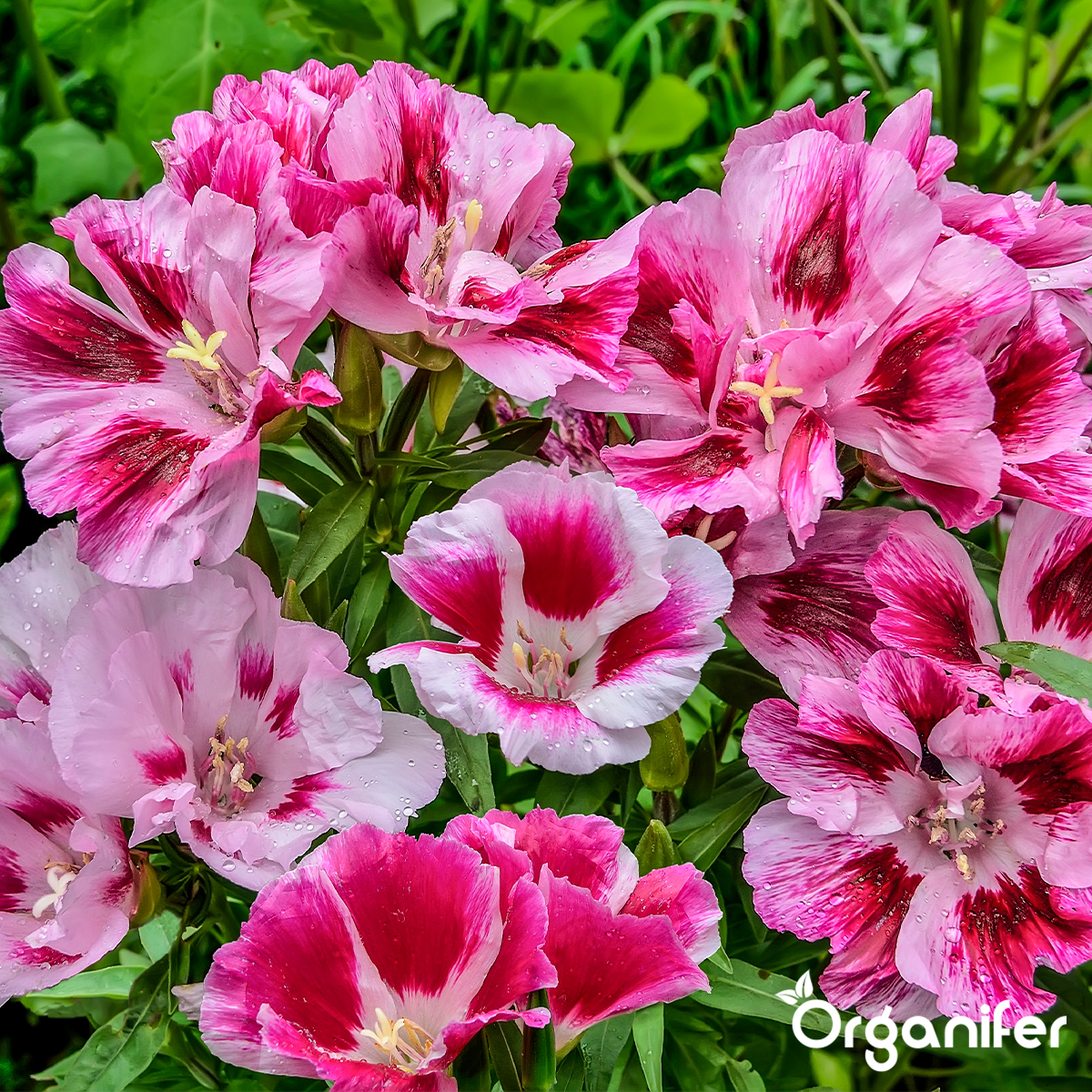 Plukbloemen mengsel – Colour – 32 soorten Snijbloemen