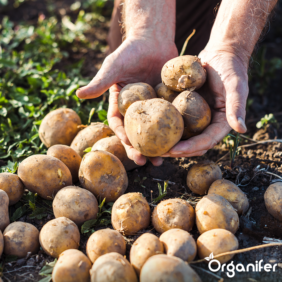 Potato Seeds Frieslander A 28:35 2