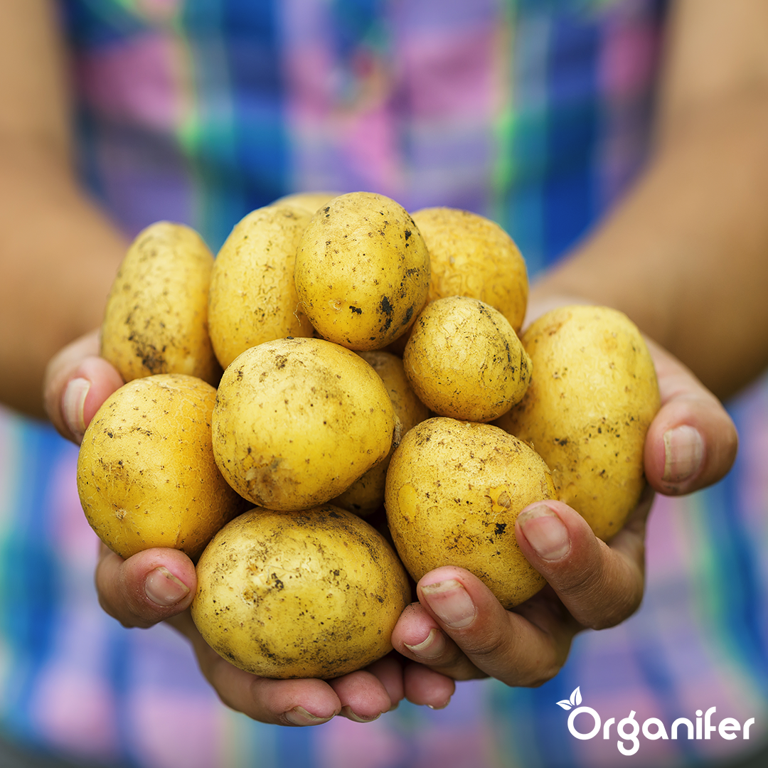 Potato Seeds Frieslander A 28:35 3