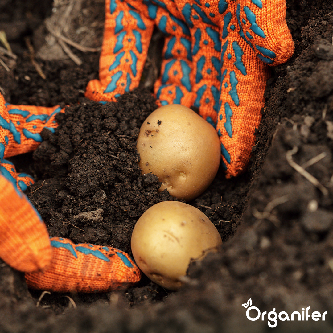 Potato Seeds Frieslander A 28:35 4