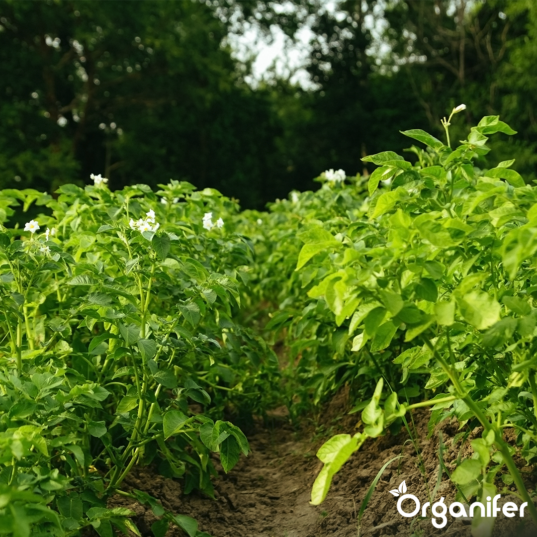 Potato Seeds Agria A 28_35 2