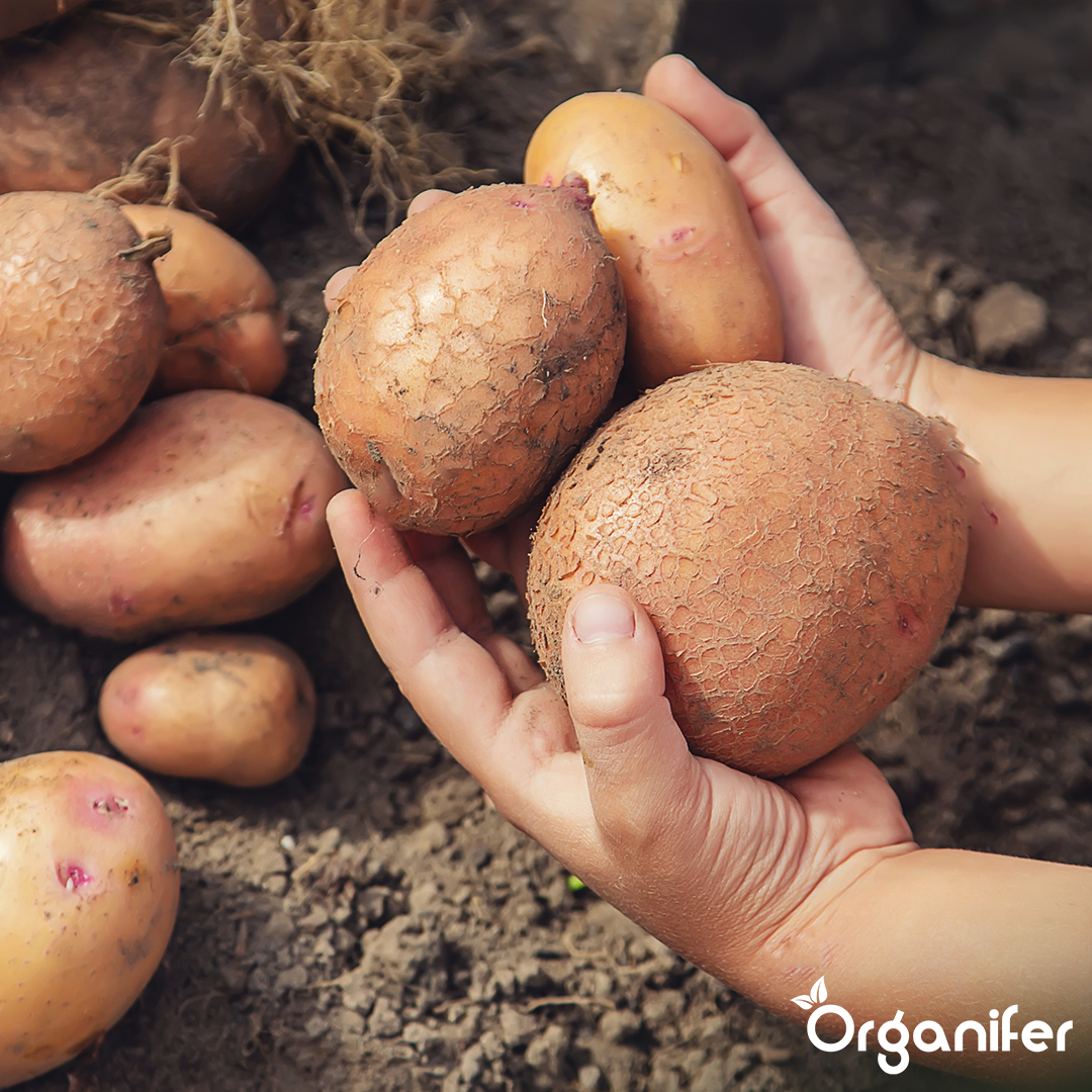 Potato Seeds Agria A 28_35 3